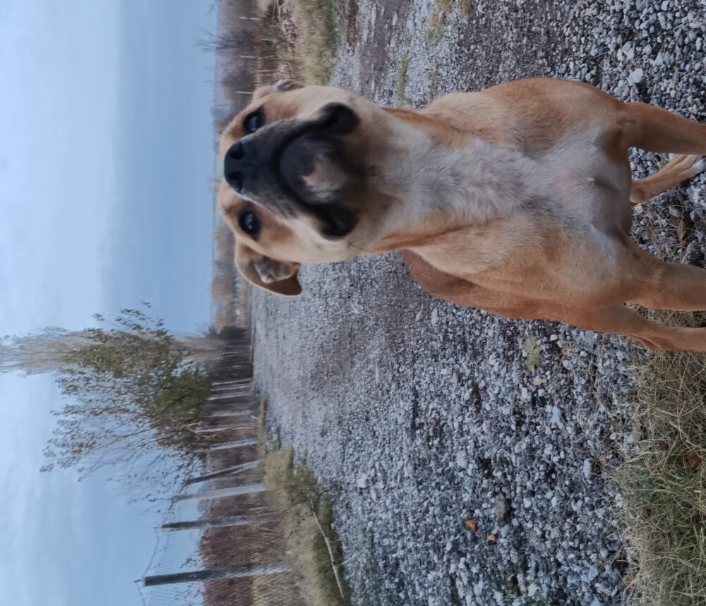 bojidar